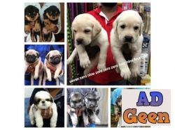 used Tri color perfect puppys just looking fr new homes 7090004941 for sale 